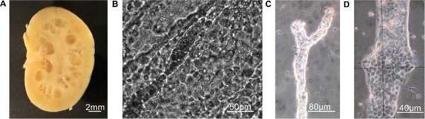 Implementing Patch Clamp and Live Fluorescence Microscopy to Monitor ...