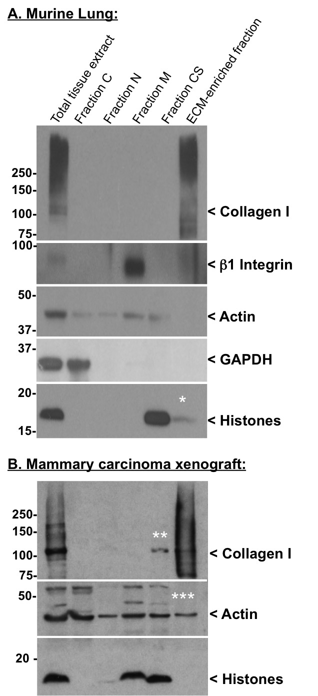 figure-results-2 Murine lung and mammary carcinoma xenograft Western blot; protein fractionation results, Collagen I, Actin.