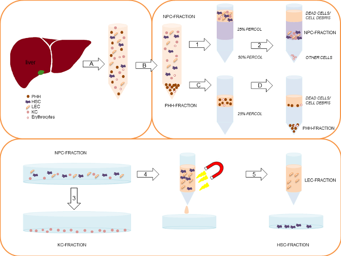 figure-results-2 Liver cell fractionation diagram using Percoll gradients for NPC, PHH, KC, HSC, and LEC separation.