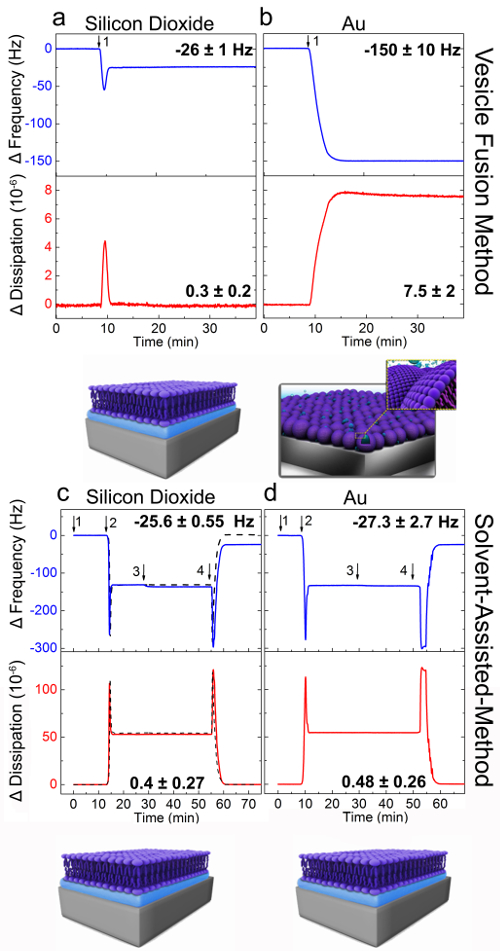 figure-results-2 Vesicle fusion vs solvent-assisted method, ΔFrequency and ΔDissipation graphs, lipid bilayer models.