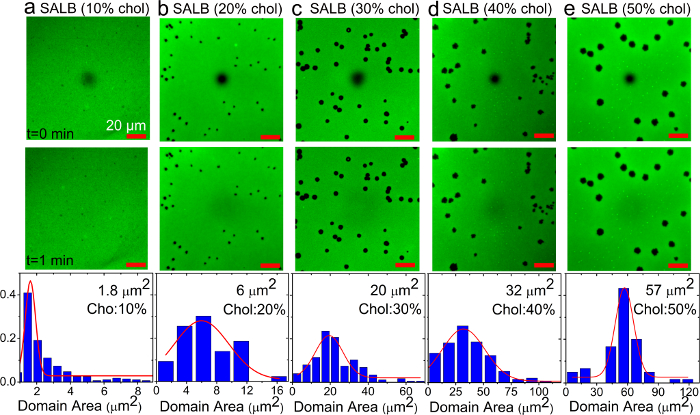 figure-results-6 Fluorescence microscopy of SALB domains at varying cholesterol; histogram shows domain size distribution.