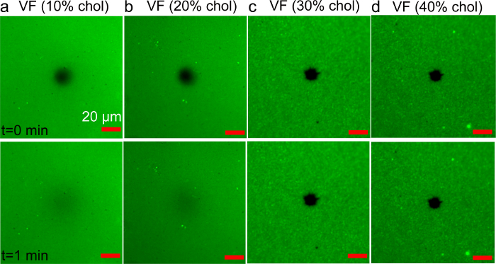 figure-results-7 Fluorescence microscopy, vesicle fusion assays, varying cholesterol, time-lapse, experimental result.