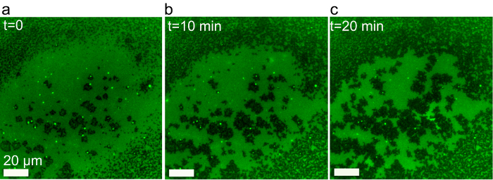 figure-results-9 Time-lapse microscope images of cell growth over 20 minutes; scale bar indicates 20 μm.