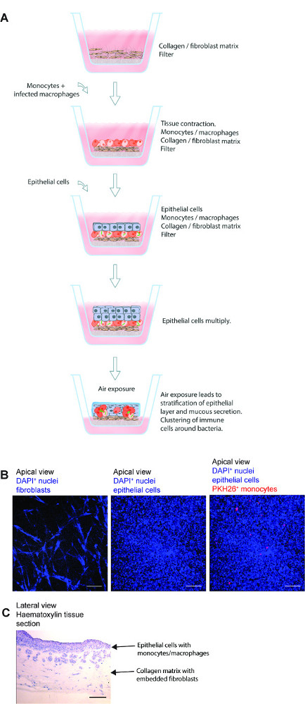 figure-introduction-1
