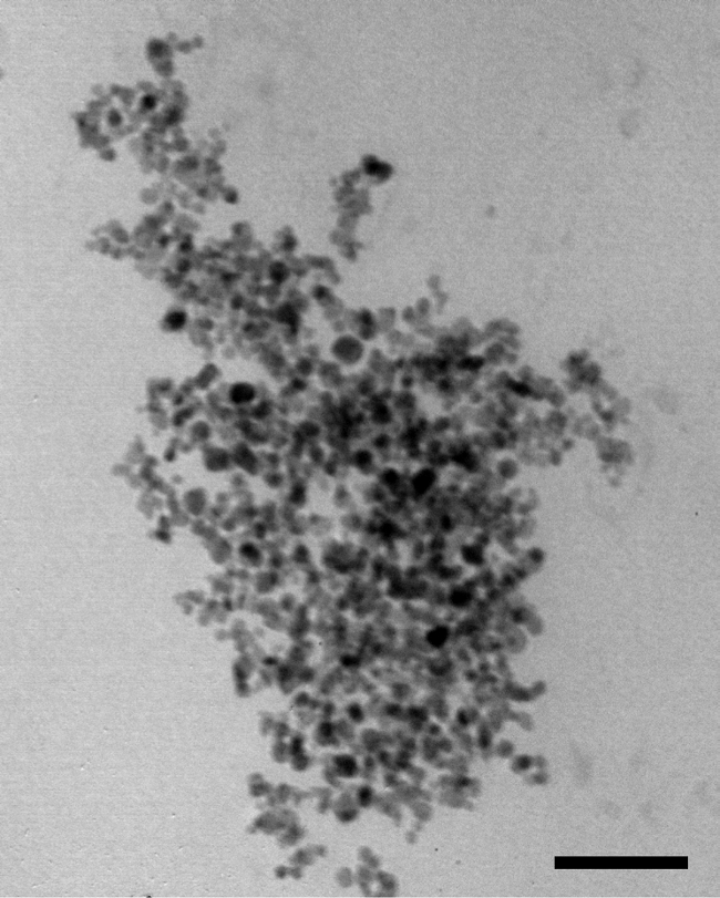 Bacterial cell aggregation, microscope image, studying cell adhesion and clumping behavior.