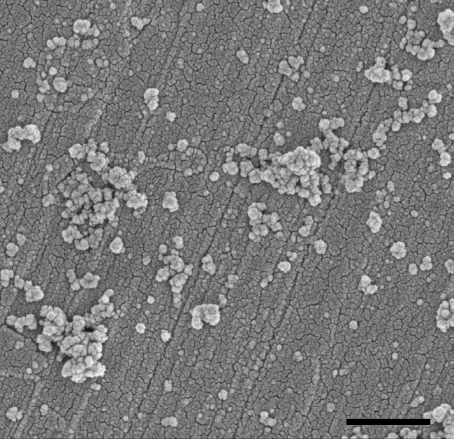SEM micrograph showing nanoparticle surface distribution, microscopy, material science analysis.