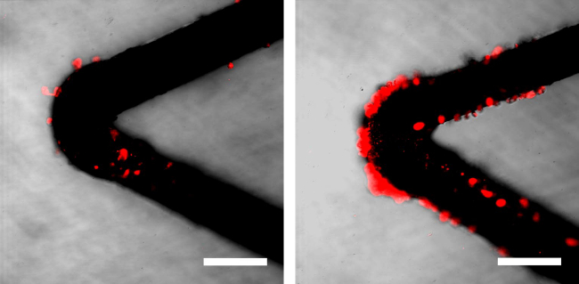Static equilibrium in microfluidic channel; red dye dispersion diagram; microscopy analysis.