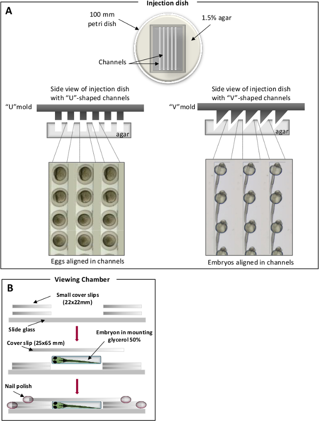 Injection dish setup for embryo alignment; side views with egg and embryo channel arrangements diagram.