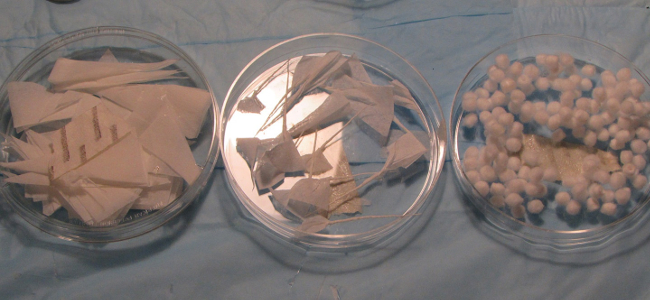 Petri dishes with filter paper and cotton setup for absorption experiment in laboratory study.