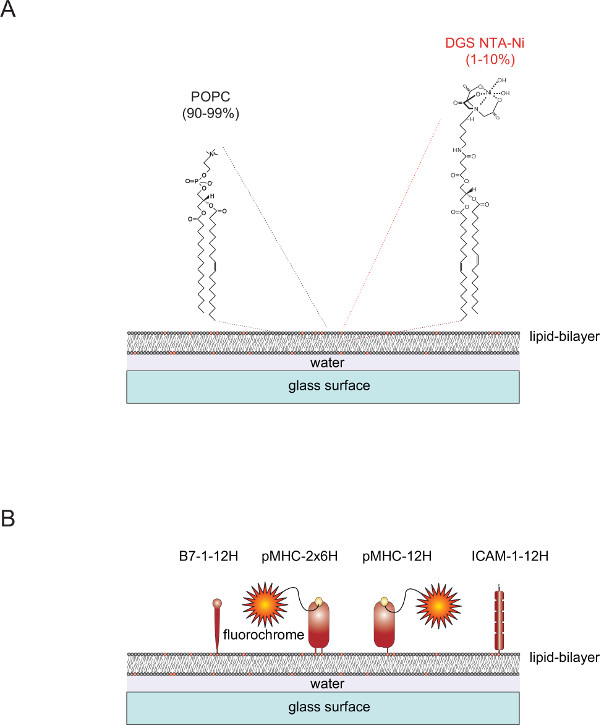 Static equilibrium diagram: lipid bilayer on glass, POPC, DGS NTA-Ni; fluorochrome protein analysis.