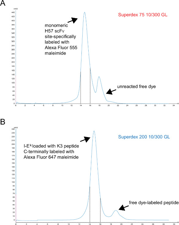 Chromatography graph; protein labeling with Alexa Fluor dye; Superdex column; UV absorbance.