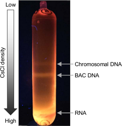 figure-results-3 CsCl gradient centrifugation tube diagram; DNA and RNA separation based on density.