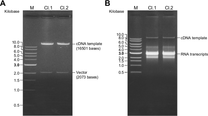 Electroforesis en gel de agarosa de transcripciones de ADNc y ARN; Tamaños de bandas de ADN; marcador molecular.