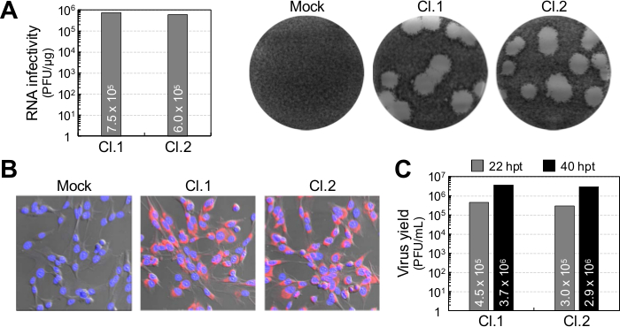 Infectividad de ARN y rendimiento de virus en cultivos celulares; gráficos de barras, ensayos de placa, resultados de microscopía.