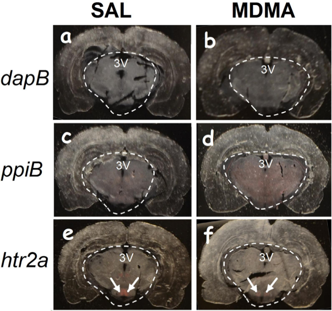 Brain cross-section diagram, SAL vs MDMA, gene expression dapB, ppiB, htr2a, histological comparison.