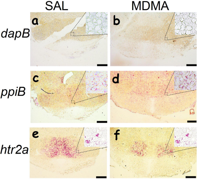 In situ hybridization results; dapB, ppiB, htr2a gene expression under SAL, MDMA conditions.