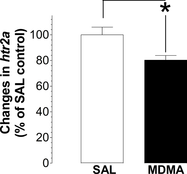 htr2a expression bar graph comparing SAL vs MDMA; statistical difference indicated.