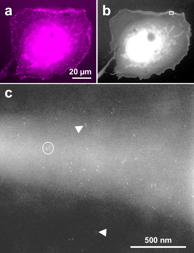 figure-results-4 Fluorescent microscopy images of cellular structures; c) electron diffraction pattern analysis.