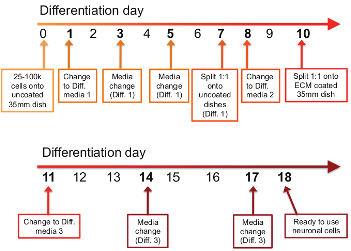 figure-results-1 Cell differentiation timeline diagram; media change, cell splitting, neuron readiness steps.