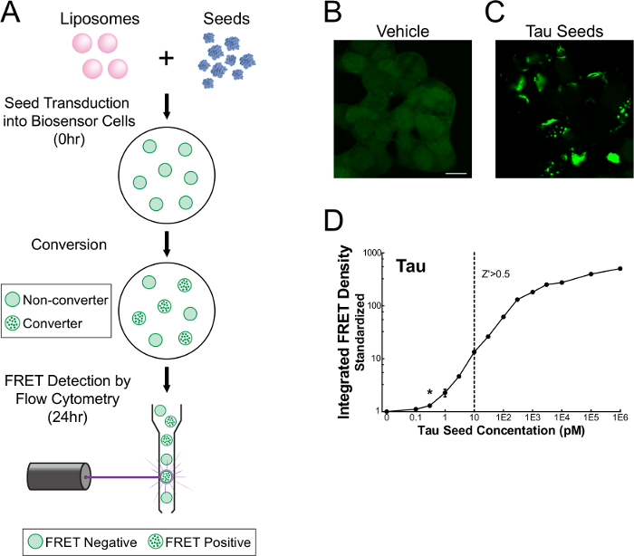 Sensitive Detection of Proteopathic Seeding Activity with FRET Flow ...