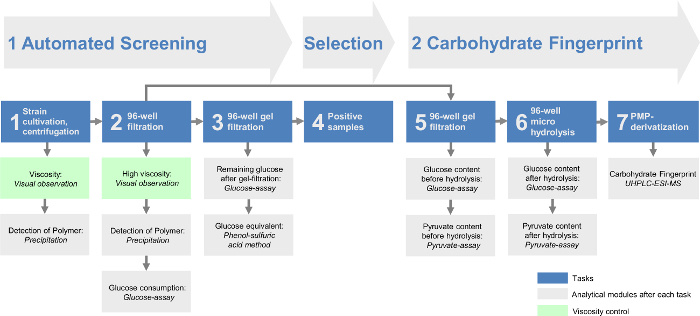 figure-results-1 Automated screening diagram; 96-well filtration, carbohydrate fingerprint analysis process.