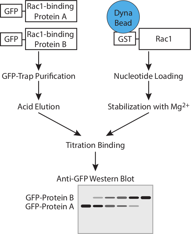 Protein purification and binding process diagram; GFP-Trap, Rac1 stabilization, Western blot results.