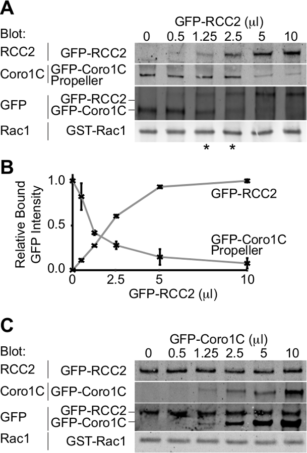 Protein interaction analysis, GFP blot, bound intensity graph, Western blot results, RCC2, Coro1C.