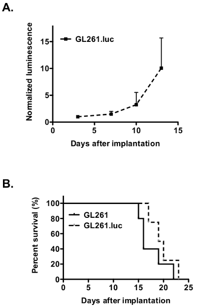 Tumor growth and survival analysis; graph showing luminescence, survival post-implantation, GL261.luc model.