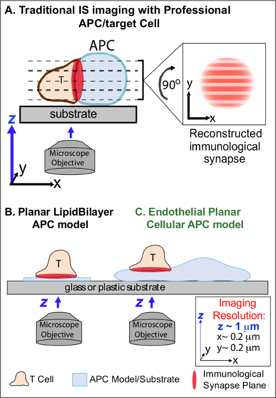 figure-introduction-1 Traditional IS imaging diagram with APC cell models; immunological synapse reconstruction shown.