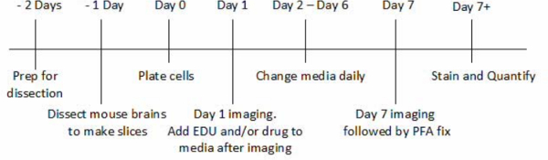 figure-protocol-1 Mouse brain dissection process timeline, EDU drug imaging, PFA fixation diagram.