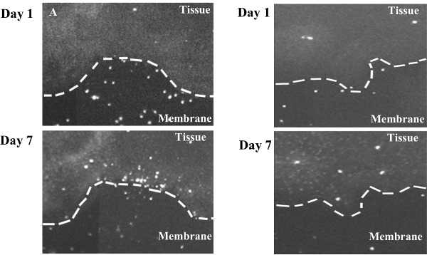 Microscopy analysis, tissue-membrane interface changes over time, experiment results, 4 images.