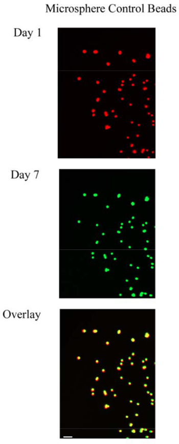 Microsphere control beads fluorescence results; microscopy images showing intensity changes over 7 days.