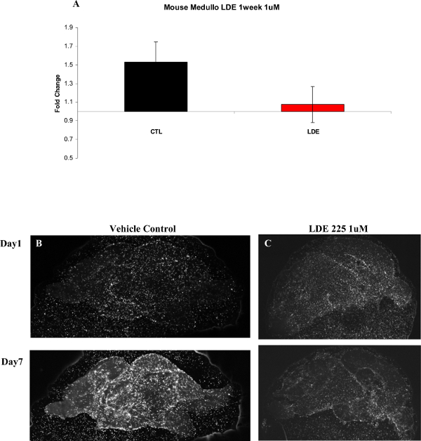Mouse medullo study; bar chart (CTL vs LDE 1μM); microscopy images of tissue day 1 and day 7.