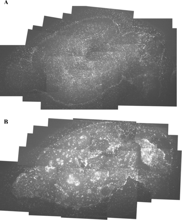 Fluorescence microscopy imaging, cellular protein distribution, experimental diagram, data analysis.
