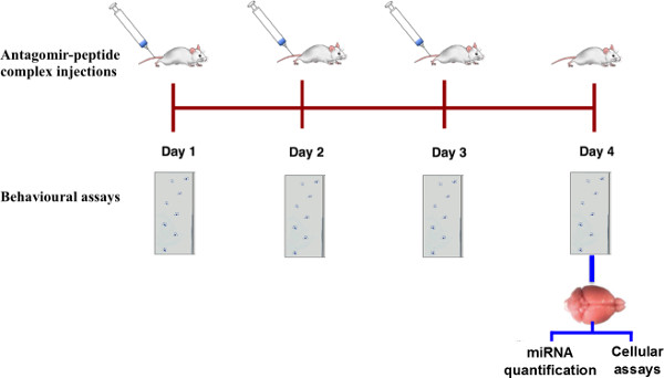 Antagomir-peptide injections timeline; behavioral, miRNA, cellular assays; mouse study diagram.