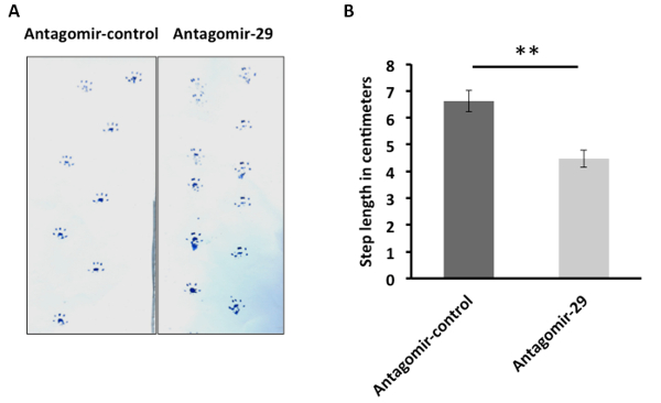 Antagomir-29 effect on mouse step length; footprint pattern, bar chart illustrating motor response.
