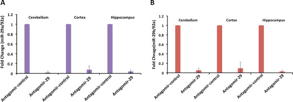 Bar graph comparing fold change of miR expression in cerebellum, cortex, hippocampus; antagomir study.