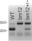 figure-protocol-1 Gel electrophoresis result; DNA banding pattern; sample lanes: WT, bm12, bm12(+/-); size markers.