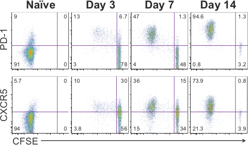 Flow cytometry diagram showing PD-1, CXCR5 expression over 14 days, CFSE analysis.