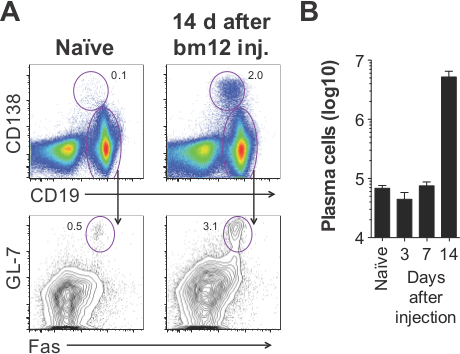 Flow cytometry results showing plasma cell response; includes CD138, CD19, GL-7, Fas markers, bar chart.