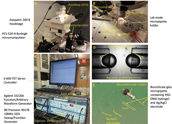 figure-results-2 Microscope experimental setup for micropipette manipulation, featuring proteoliposome analysis.