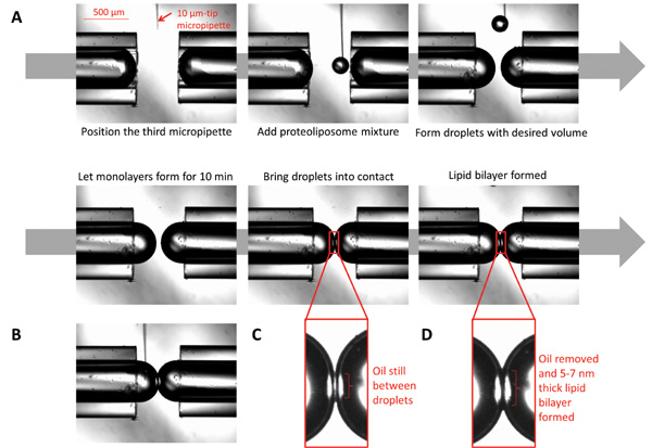figure-results-3 Droplet lipid bilayer formation diagram; shows micropipette method for bilayer assembly and oil removal.