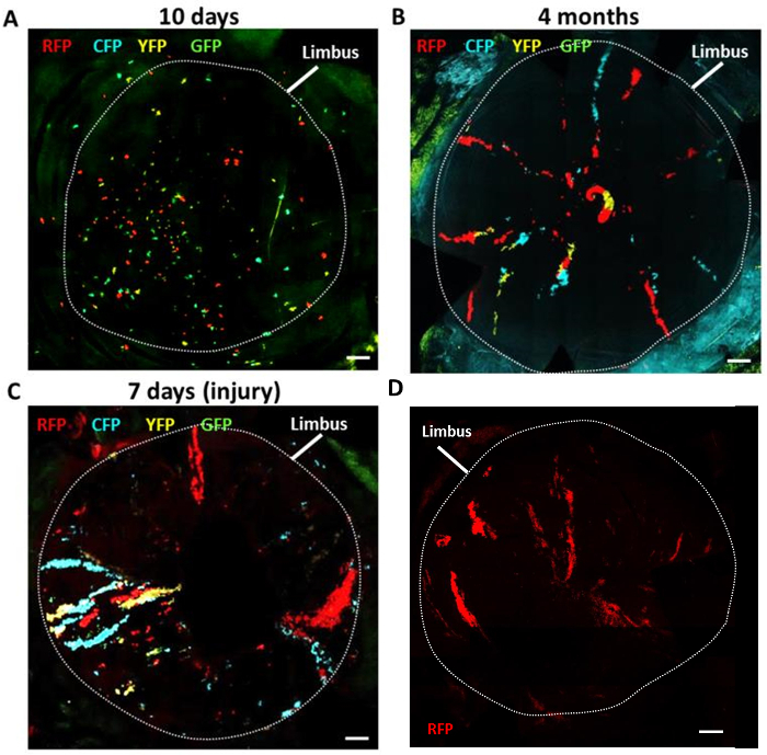 Fluorescence microscopy of eye limbus; RFP, CFP, YFP, GFP markers, data over time post-injury.