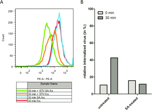Video: Measuring Attachment and Internalization of Influenza A Virus in ...