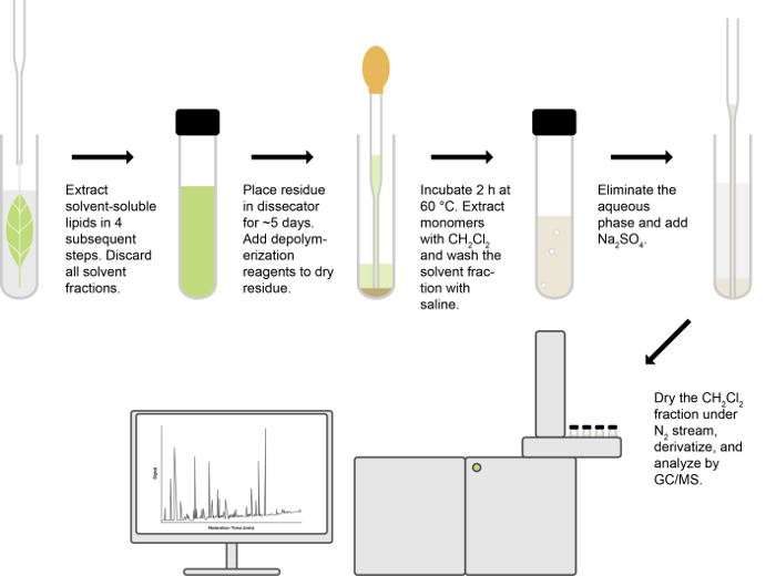 figure-results-1 Lipid extraction diagram showing GC/MS analysis; process includes solvent extraction and derivatization.