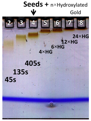 Seed-mediated gold nanoparticle growth; chromatography experiment; time-lapse reaction analysis.