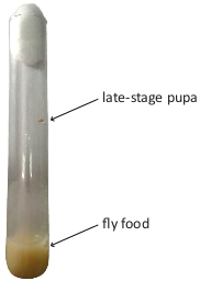figure-protocol-2