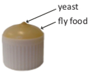 figure-protocol-4
