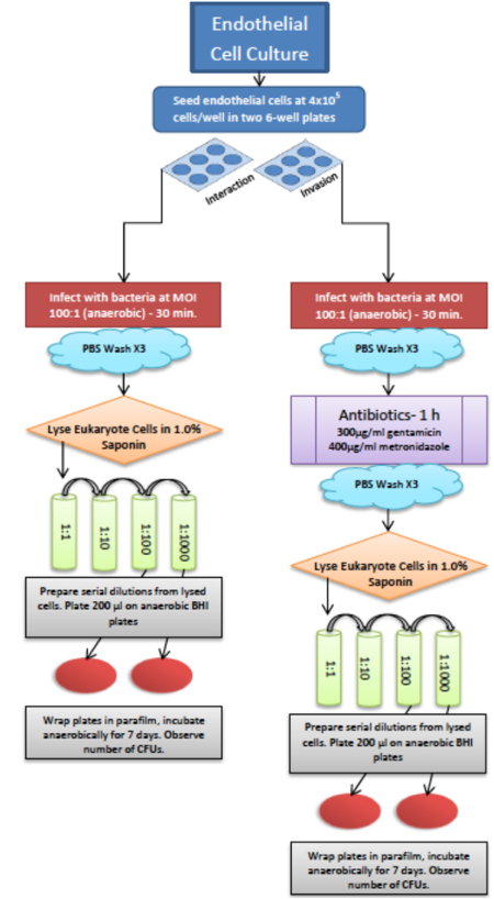 figure-protocol-2