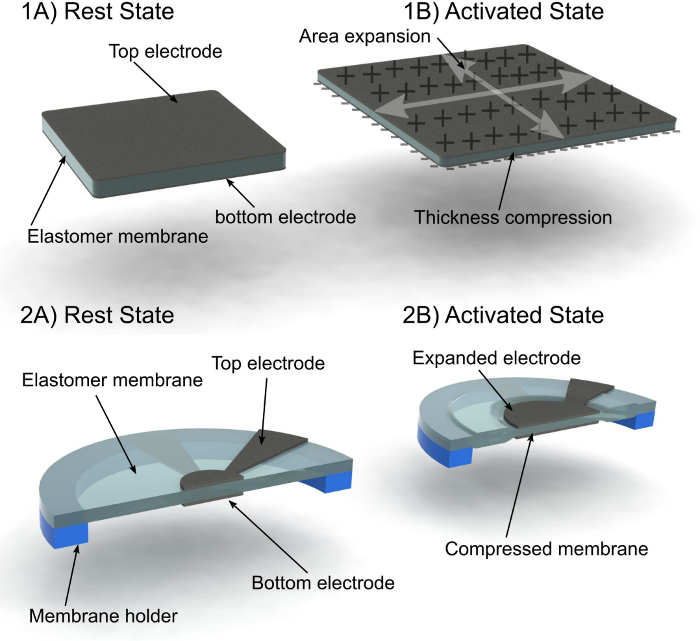 figure-results-1 Electromechanical transducer diagram; rest and activated states; elastomer membrane, electrodes.